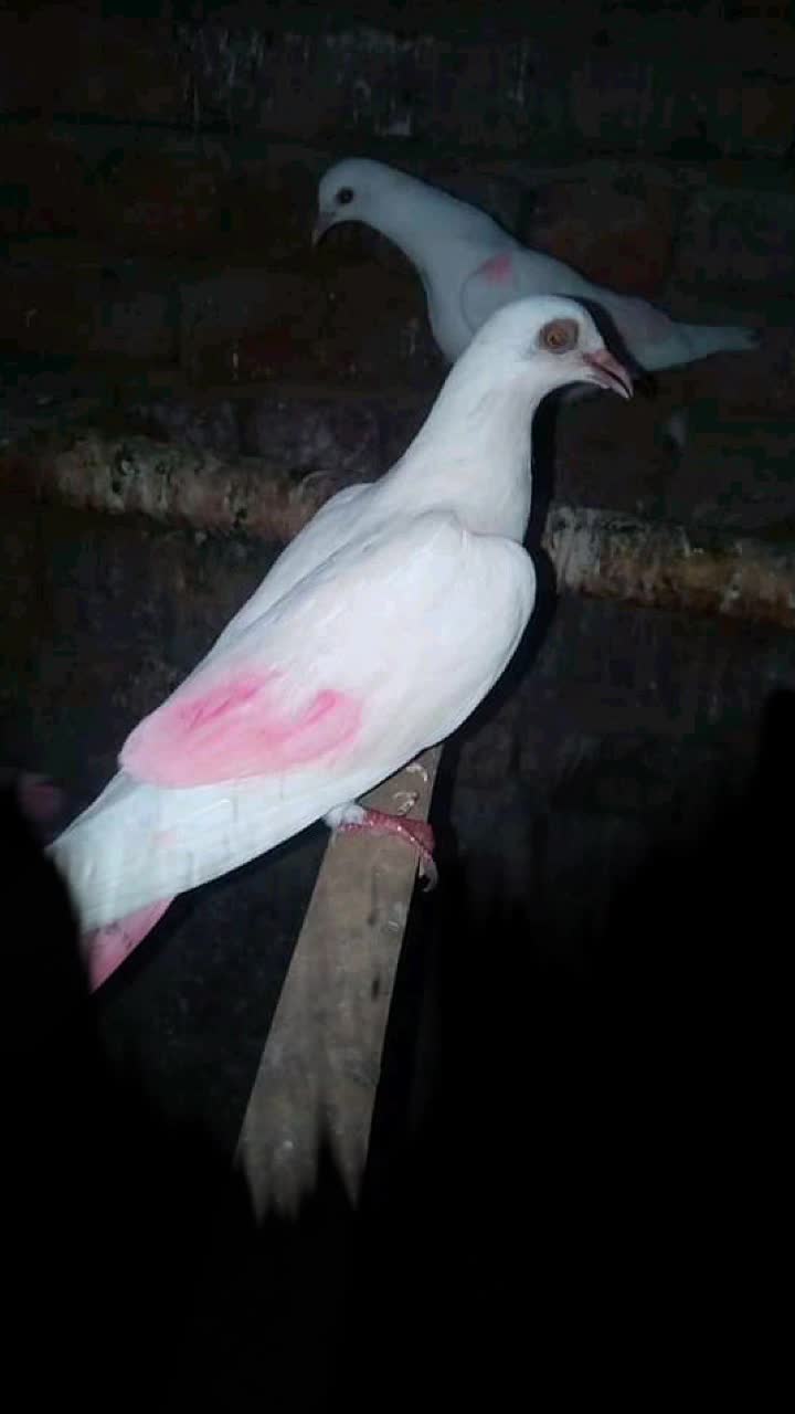 @Prince kainth