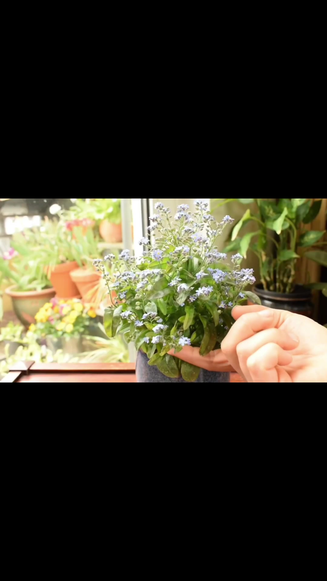 @hanifarm