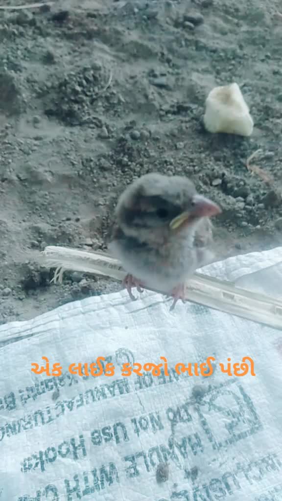 @સુરેશ. સૉઢા