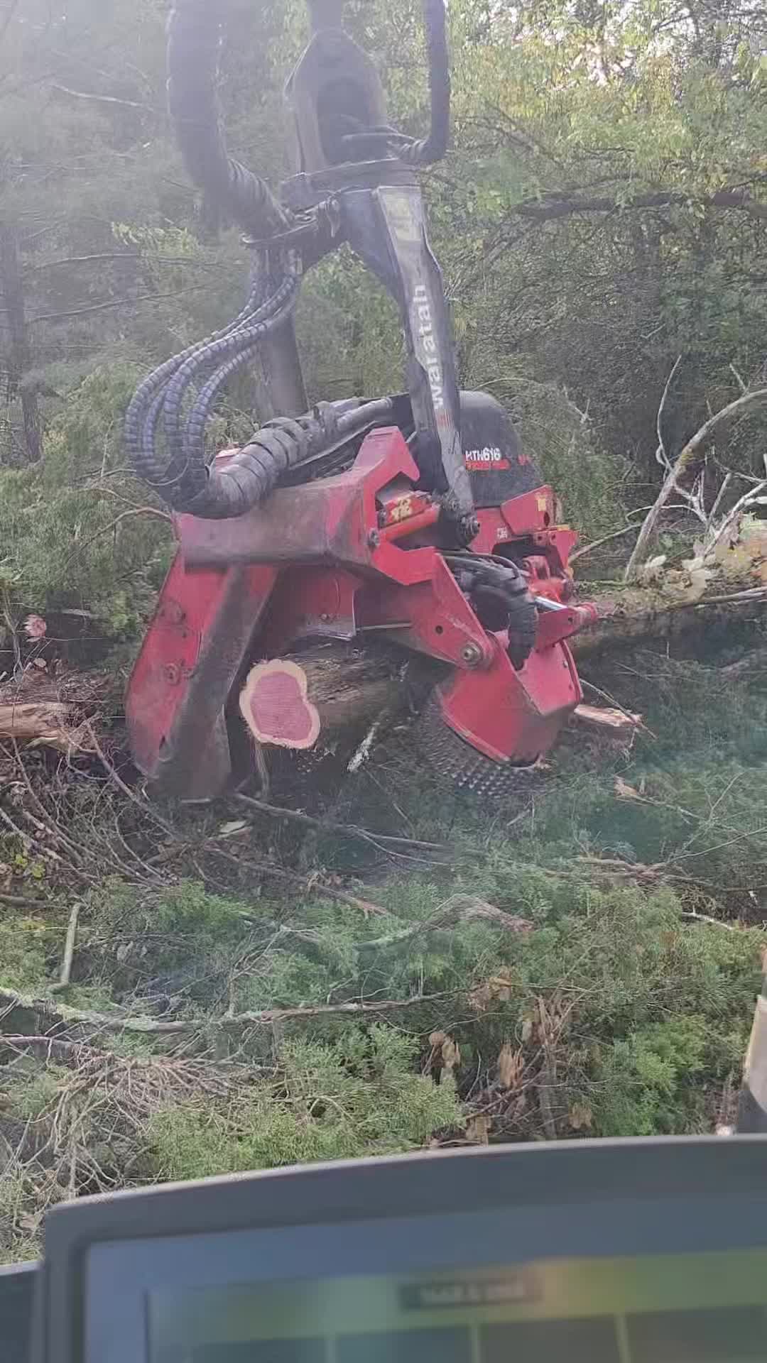 @TLC TREE CHAD