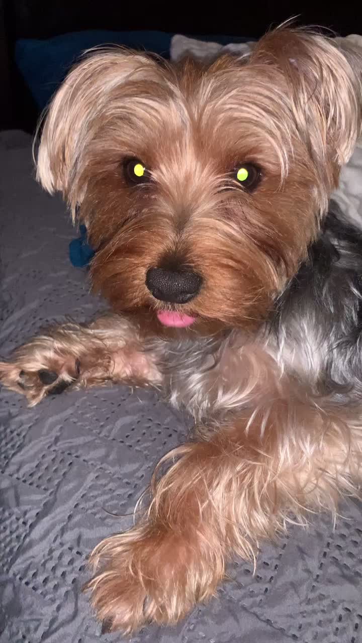 @tedtheyorkie