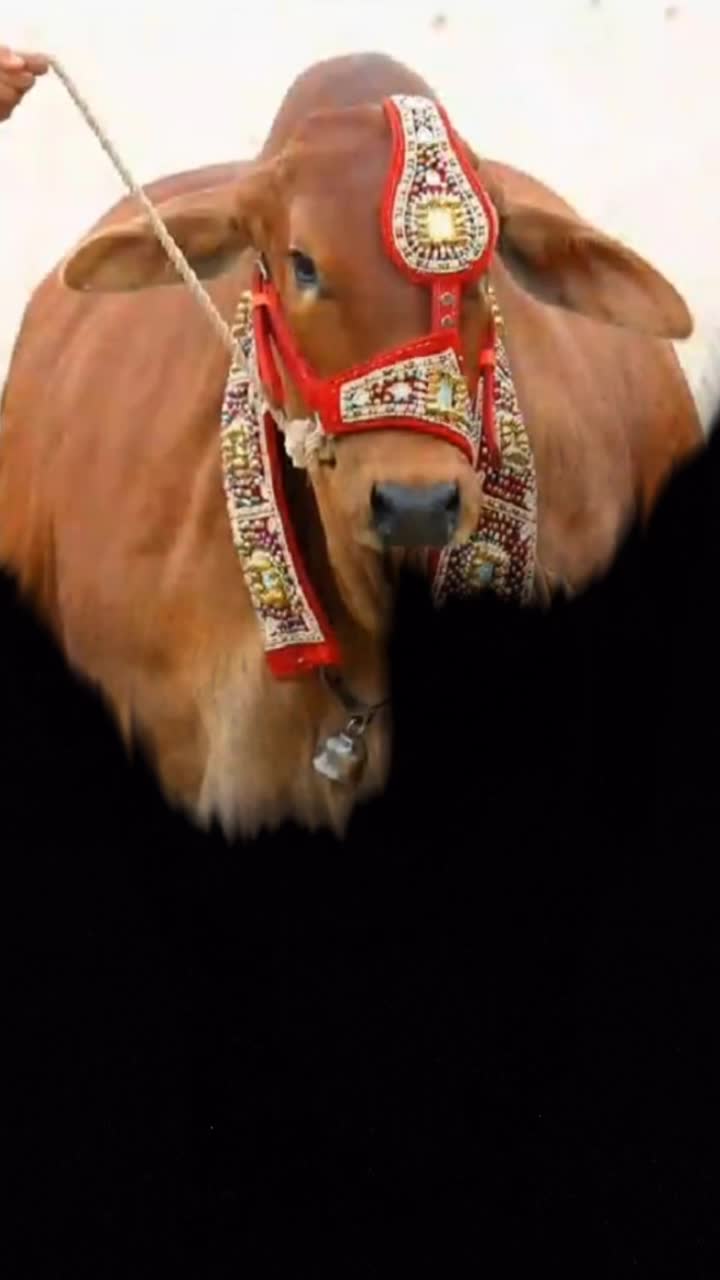 @🔥 Eid_cow 🔥