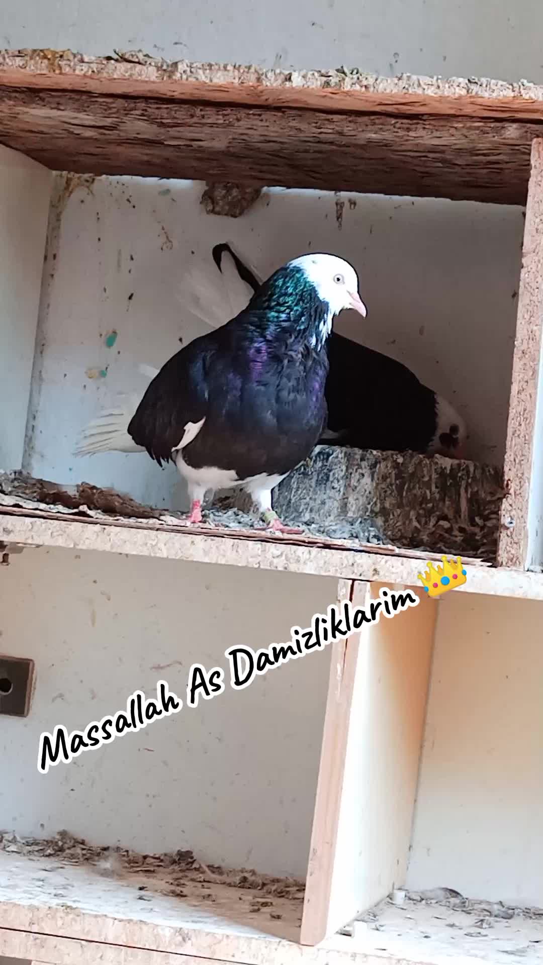 @İsmail Sarıteke