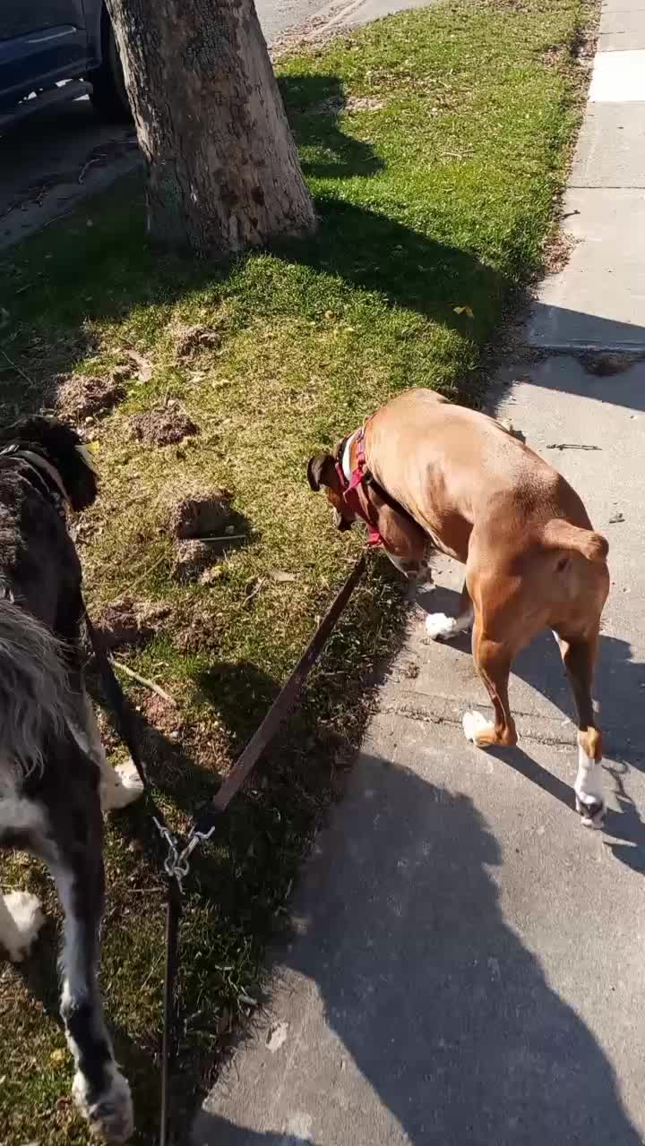 @WestEndDogWalking🐕🚶♀️