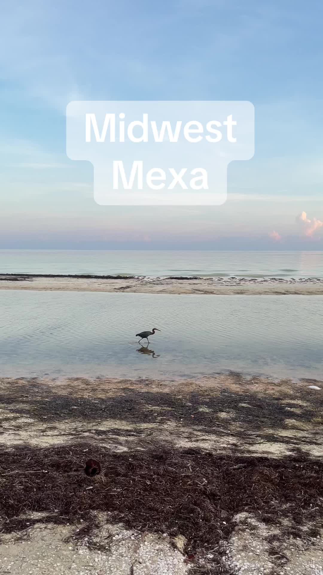 @cacomixtle