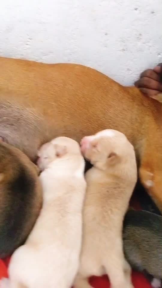@NitnNupr