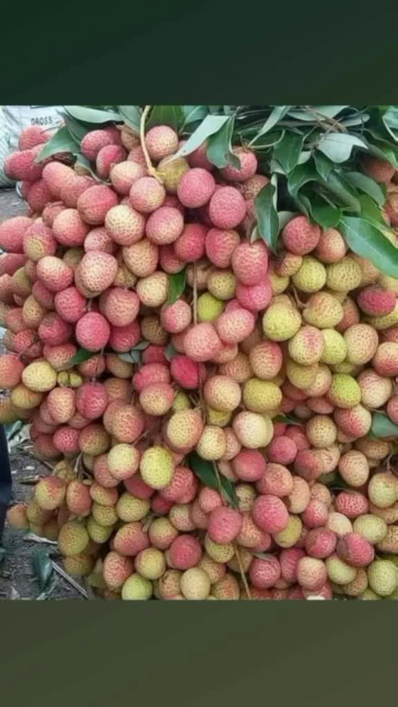 @swapna Rabha
