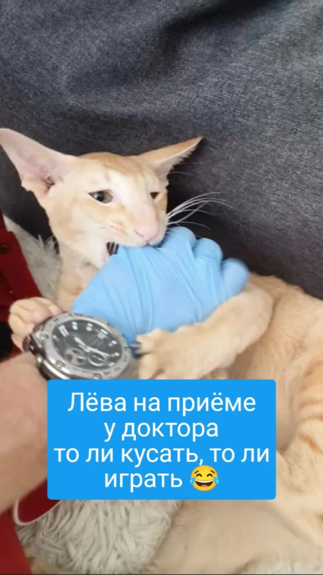 @slavrus_vet