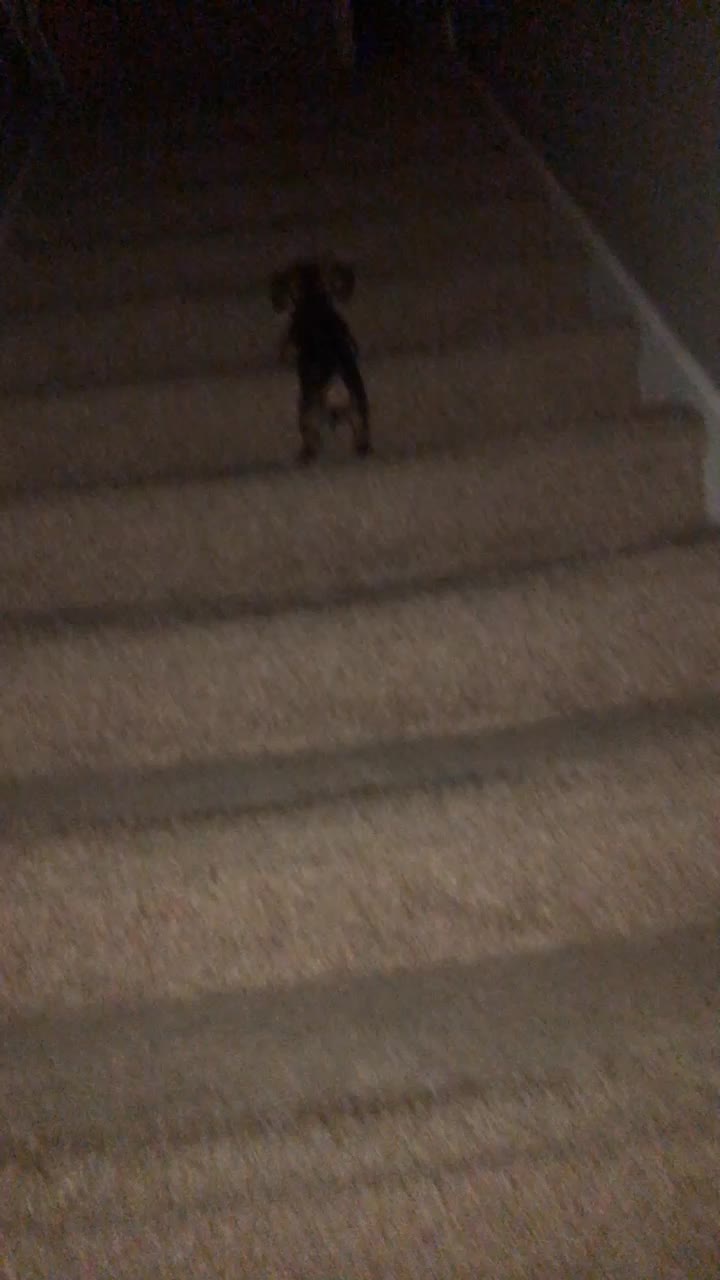 @Baby doxie