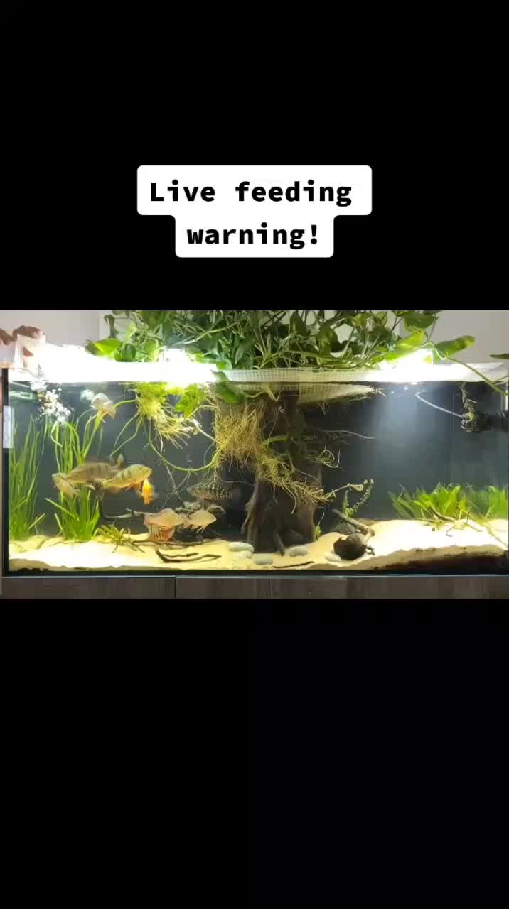 @South american cichlid
