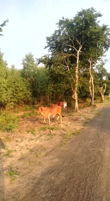 @vijaybheabharvad