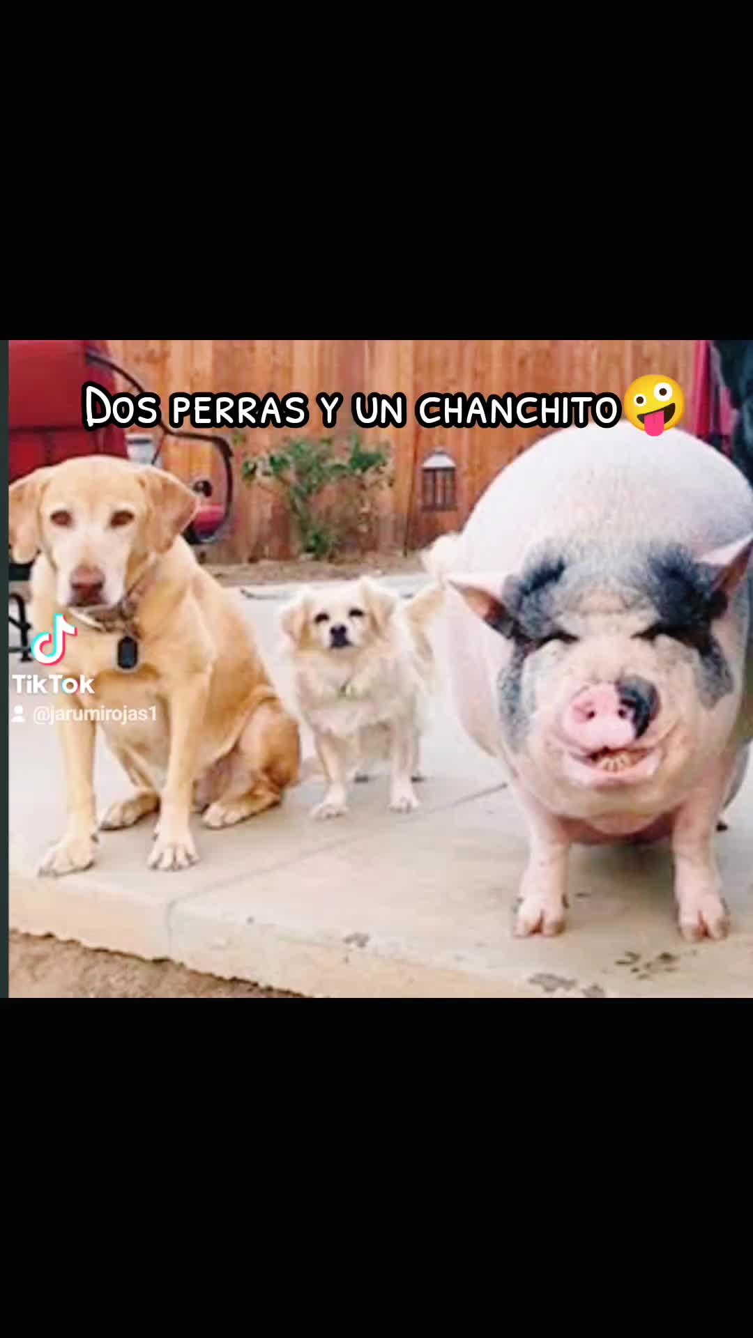 @jarumirojas1