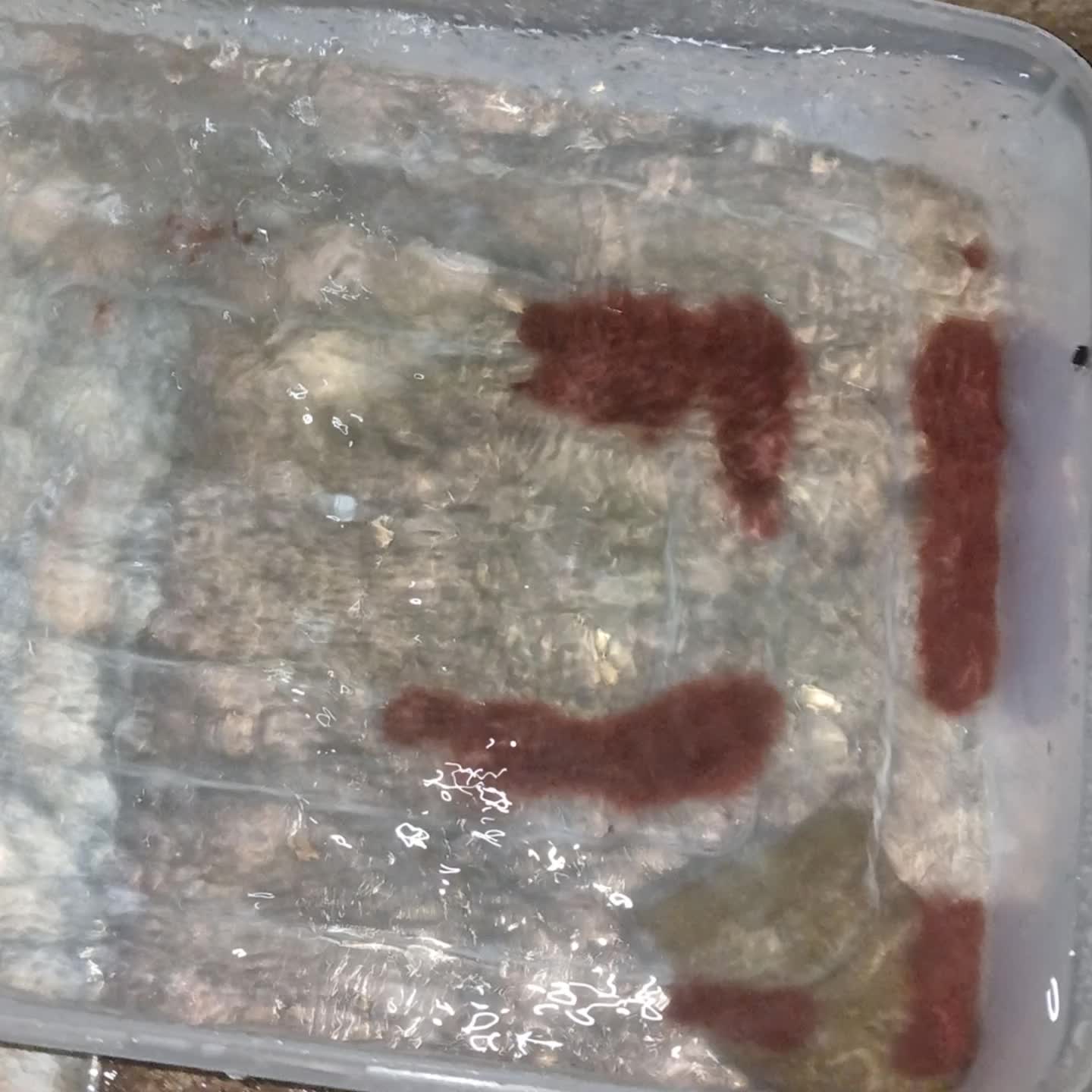 @Ga Guppy Farm