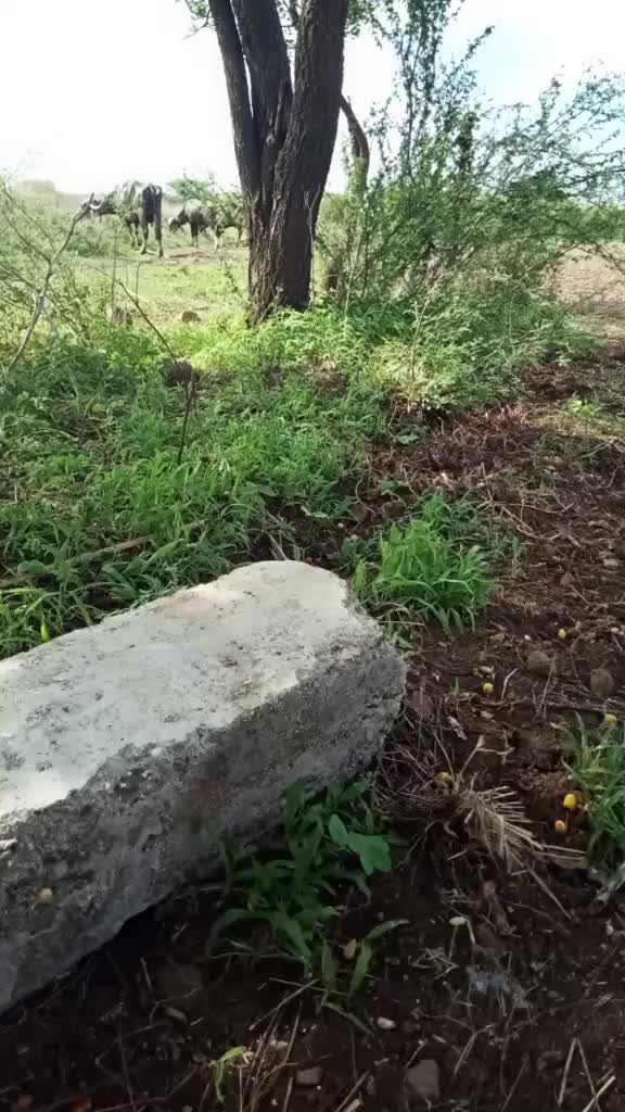 @🐅वंजाऱ्याचा वाघ🐅🐯