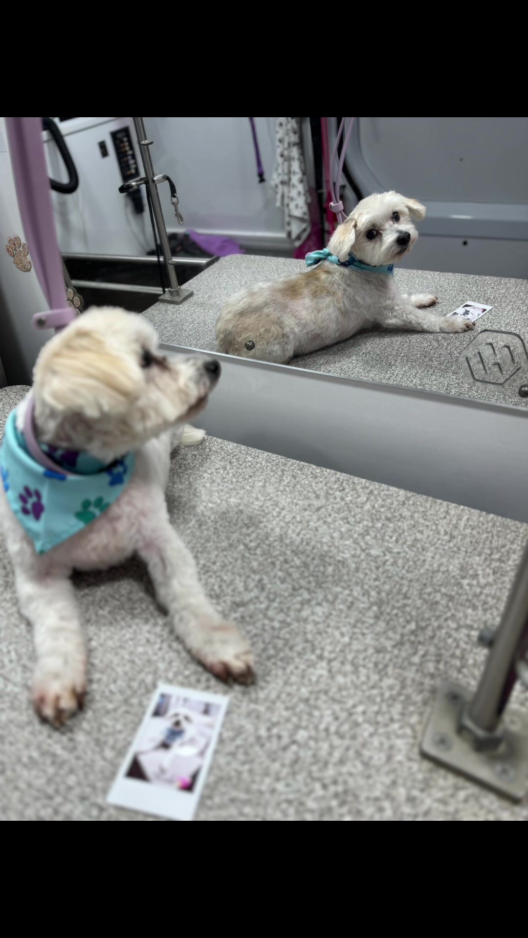 @the_Pawfectionist