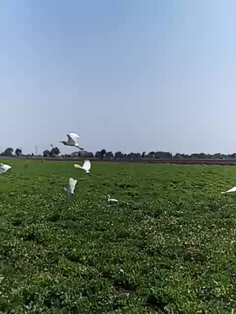 @kinjal