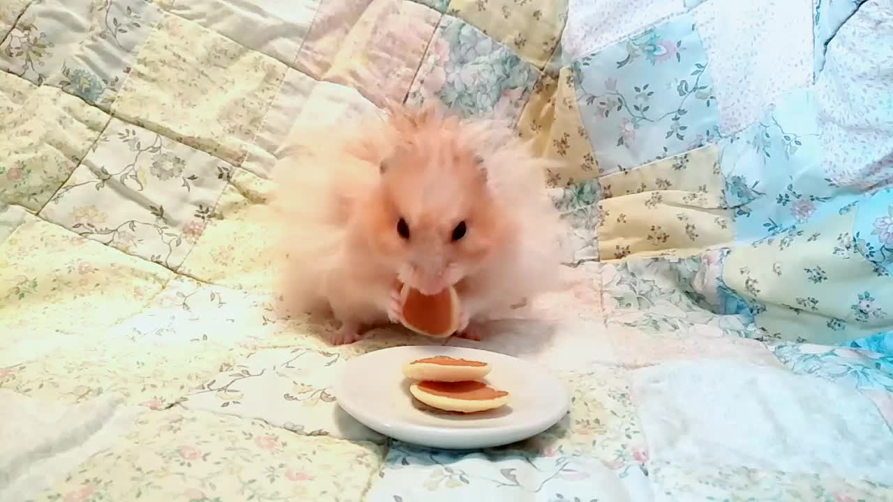 @scuttlefish