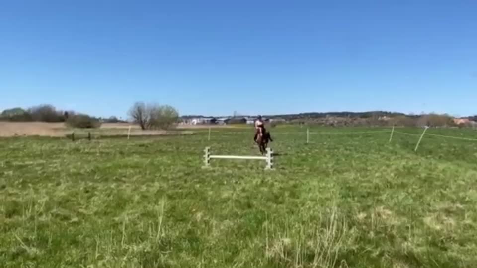 @•Equestrians•