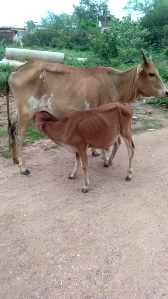 @Shremi Jlchhtri