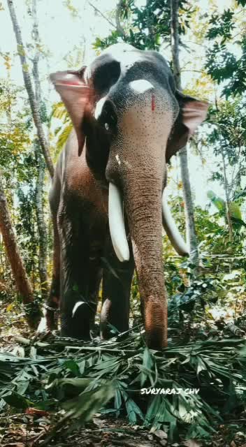 @bharathpmk321