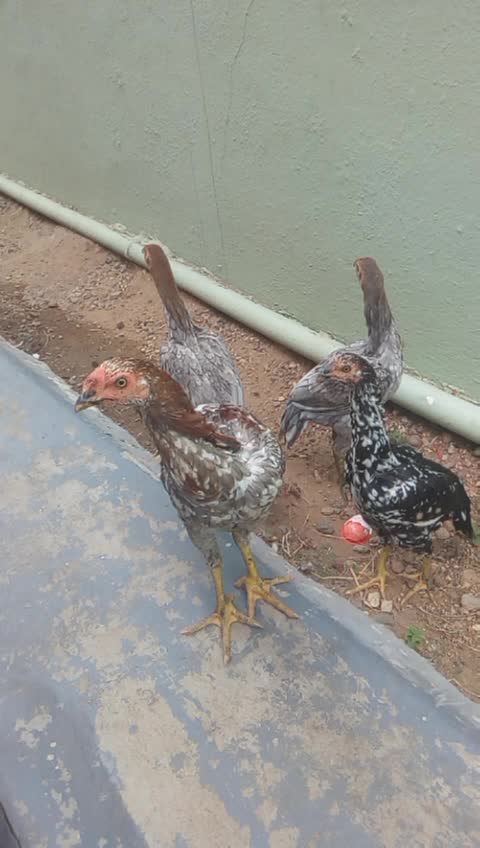 @sri magizchi