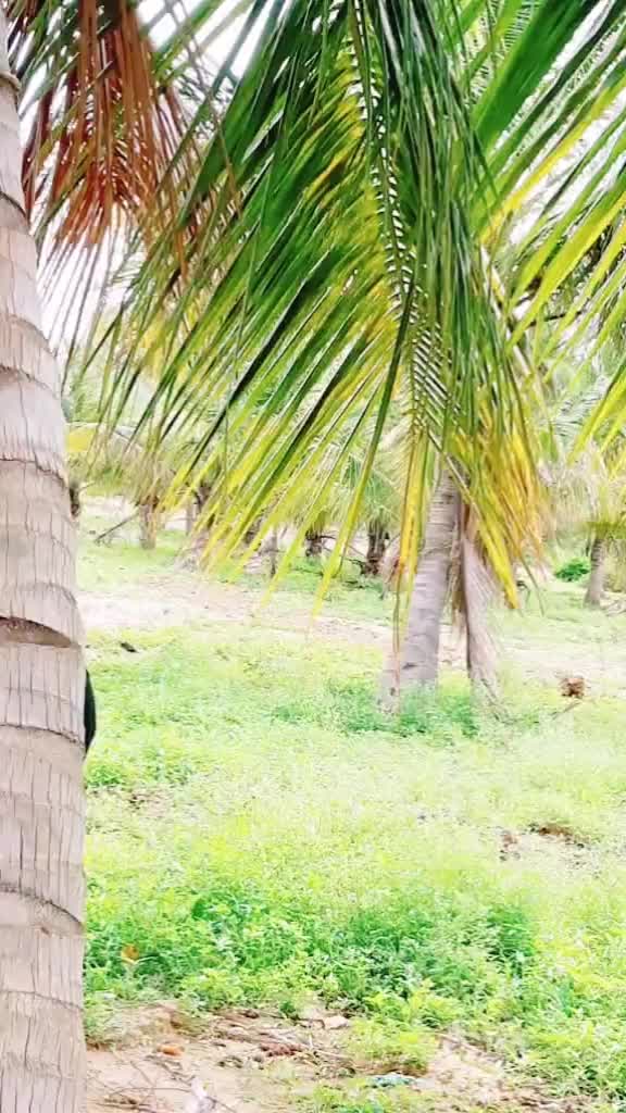 @kaliraj S