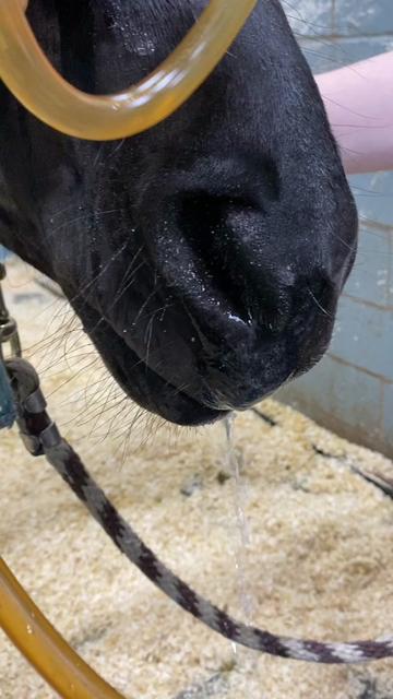 @EquineSurgeryOntario