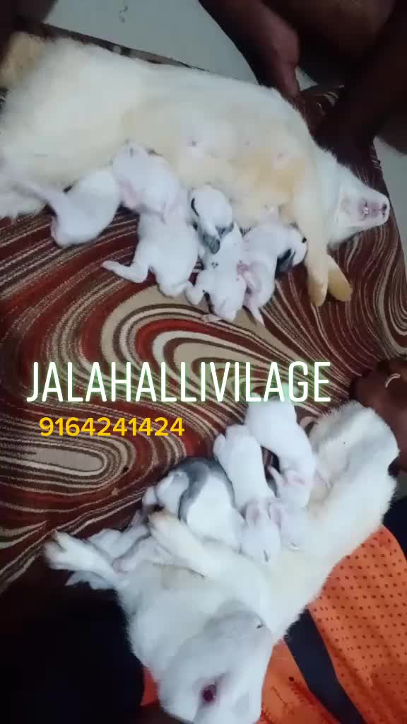 @9164241424 surya
