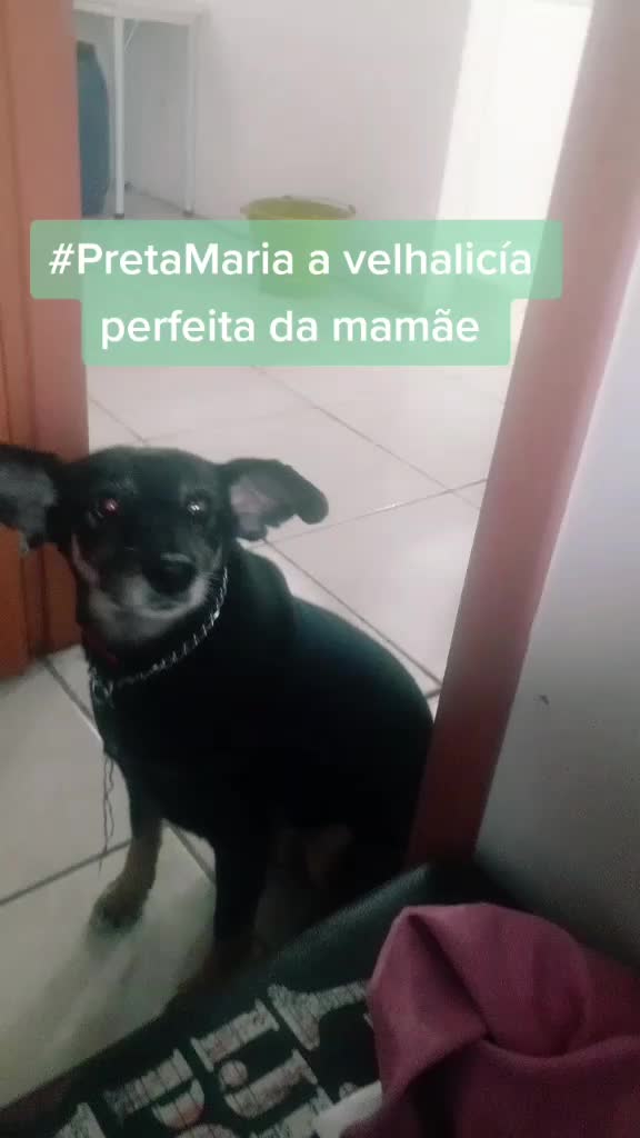 @gurias de apartamento pet🐶