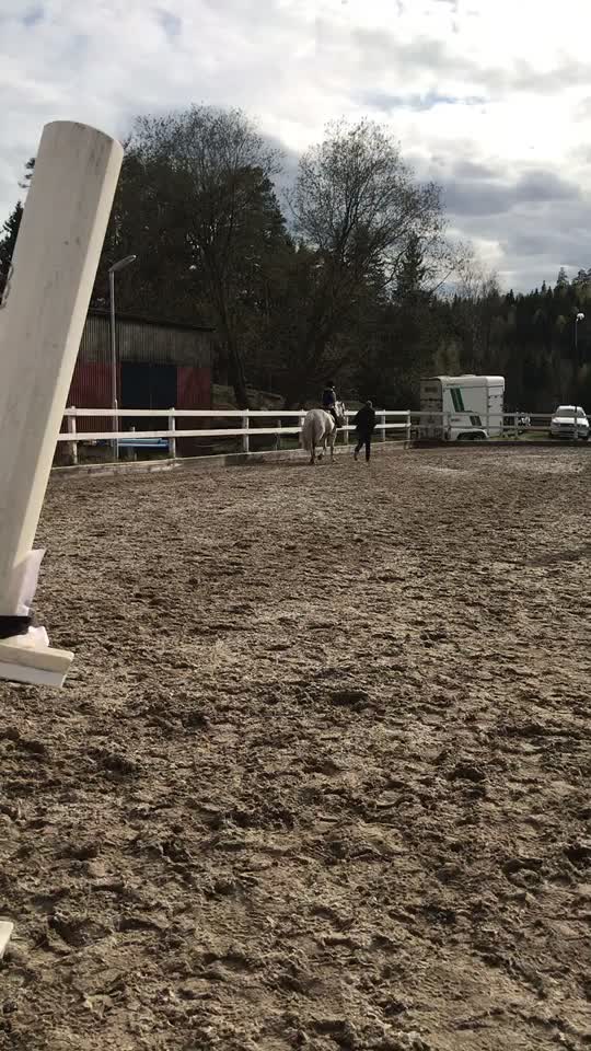 @•Equestrians•