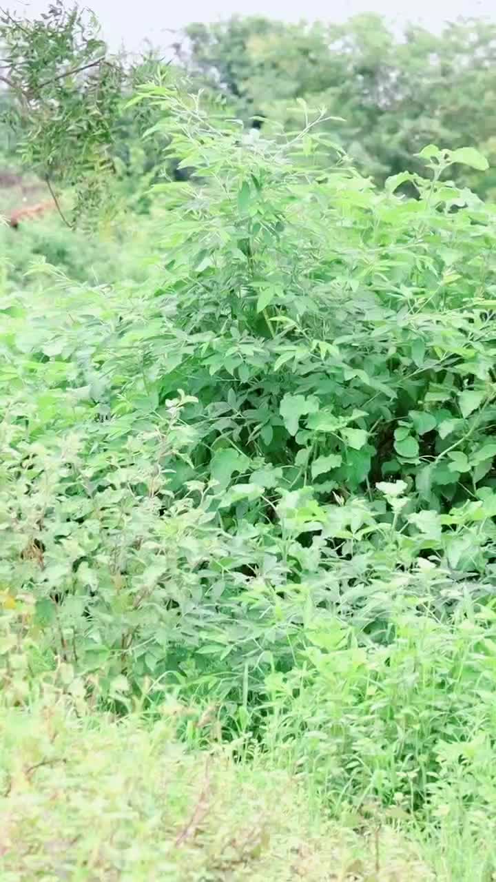 @KALYANPAWAN