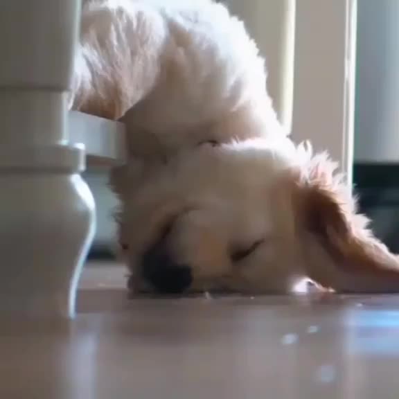 @pet_lover😍