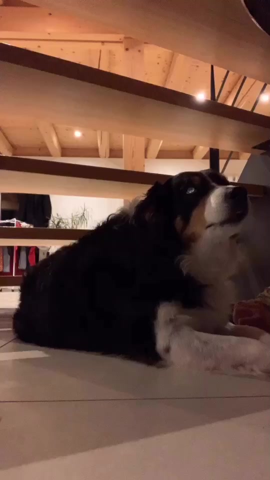 @Chocolats Le Chien