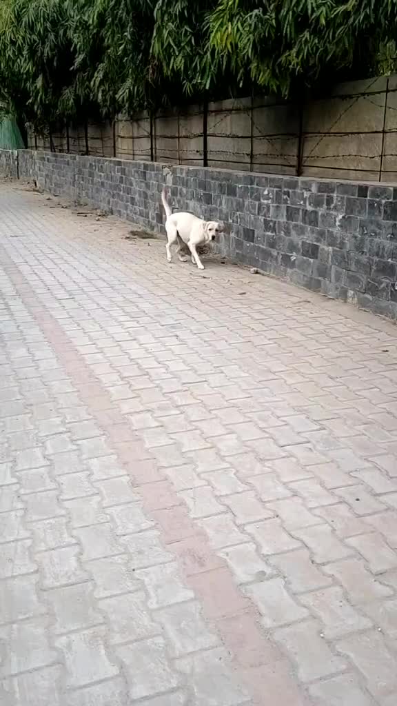 @Pranav Kumar