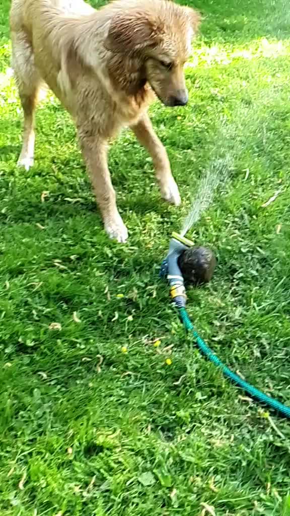 @Hilda the hoffi🐶🐾