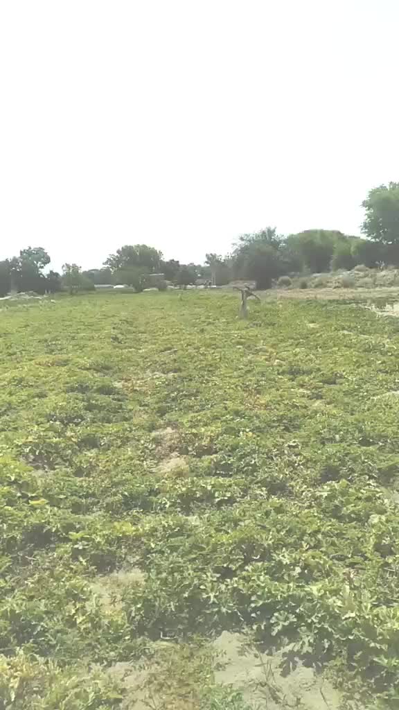 @balwan1786