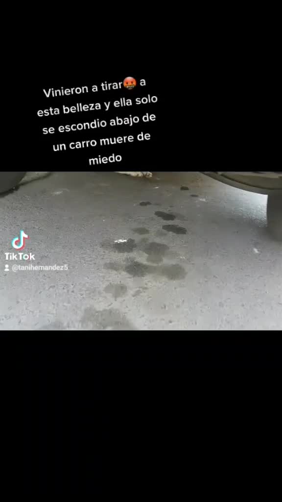 @Tani(ManadaLadridosCelestiales