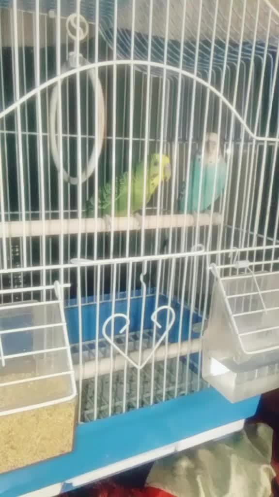 @aman_karosiya