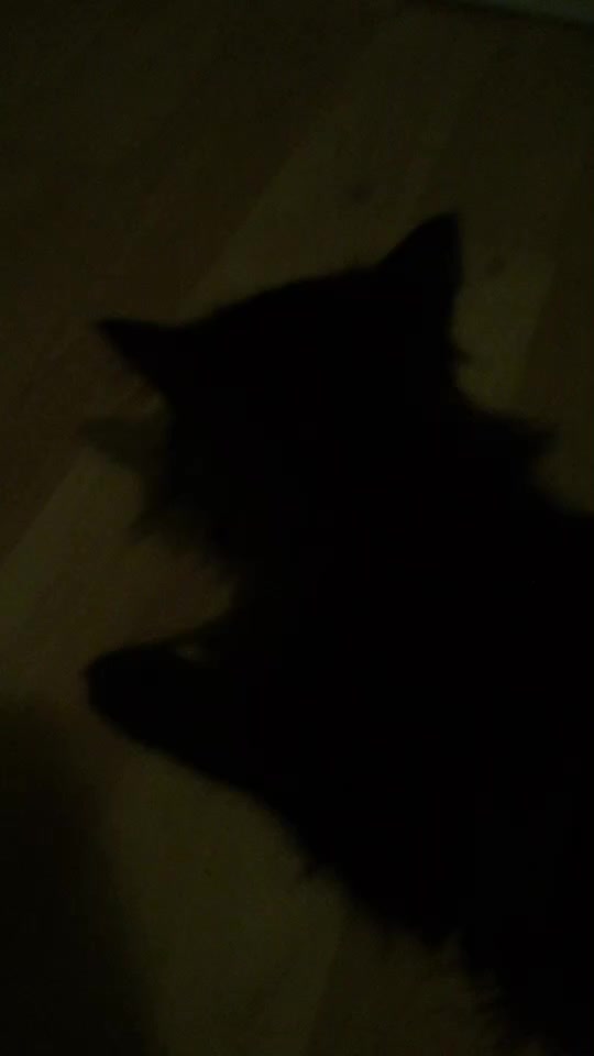@krurah cat
