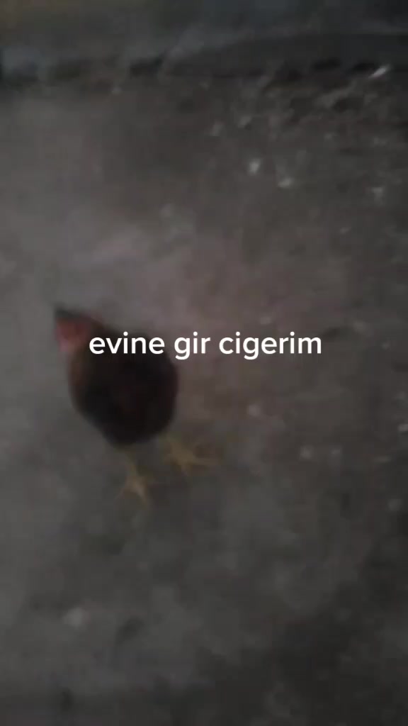 @yonis