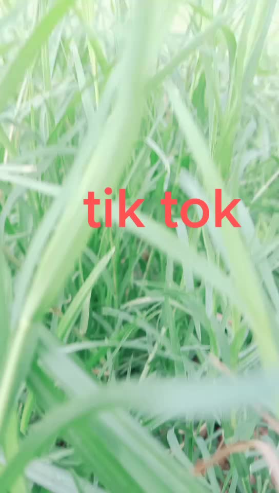 @user7558082809186