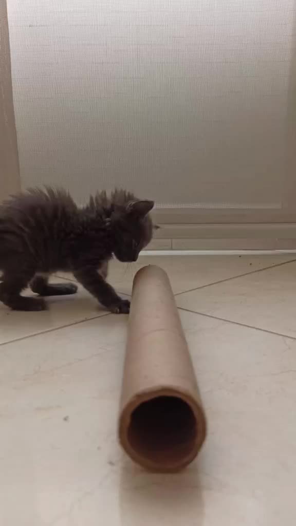 @Gato Orión