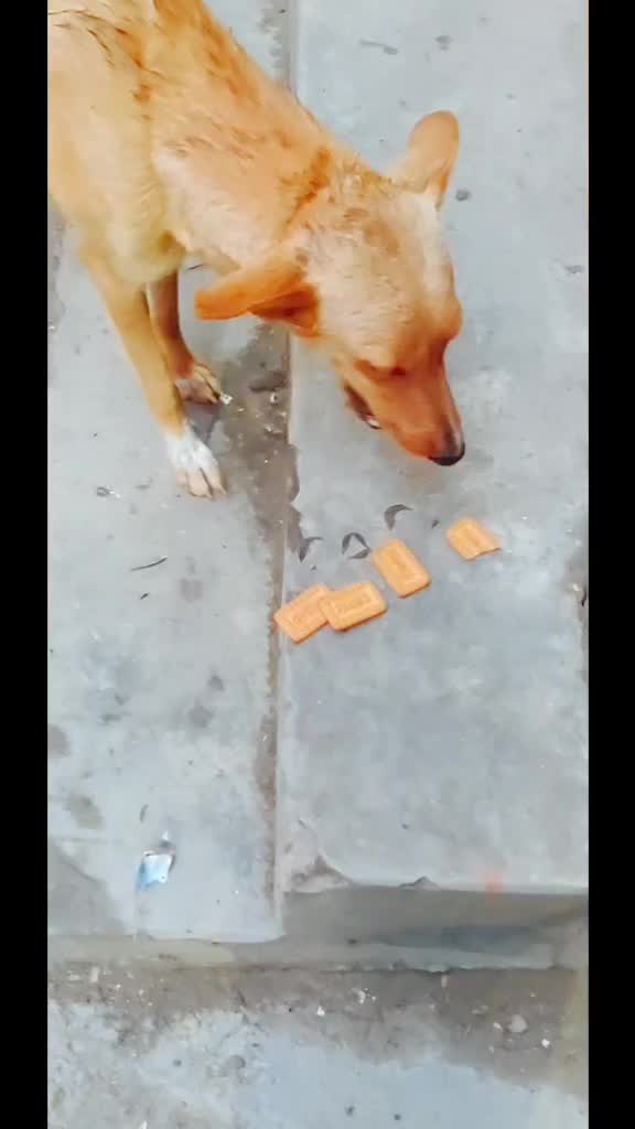 @Aman Kumar