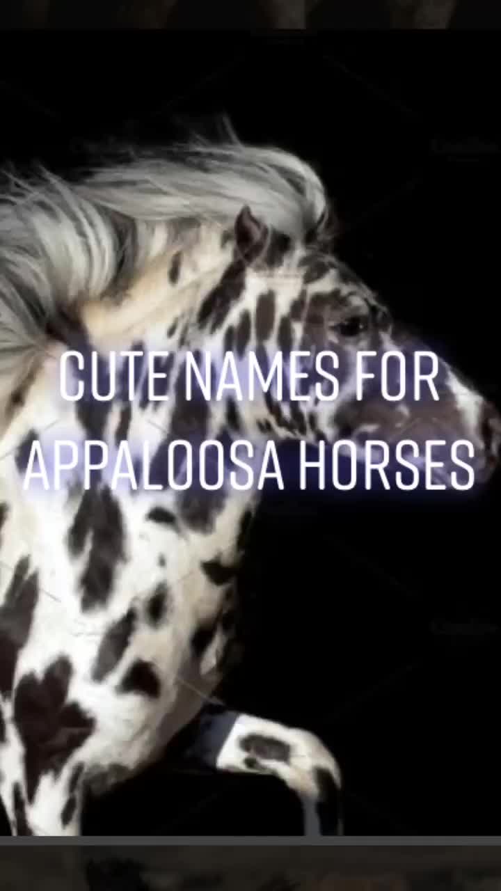 @Horse Editz!
