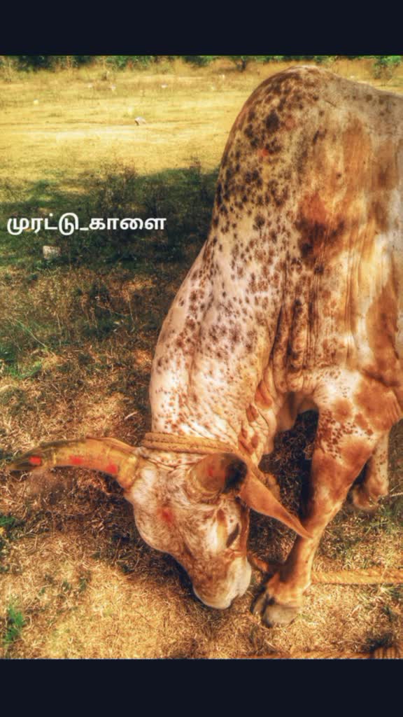 @Kumaravel