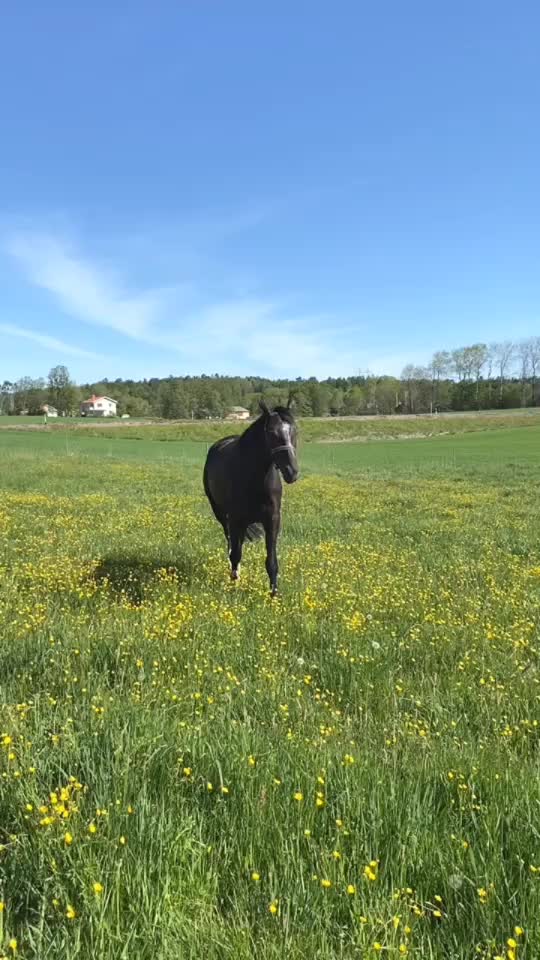 @Hästar
