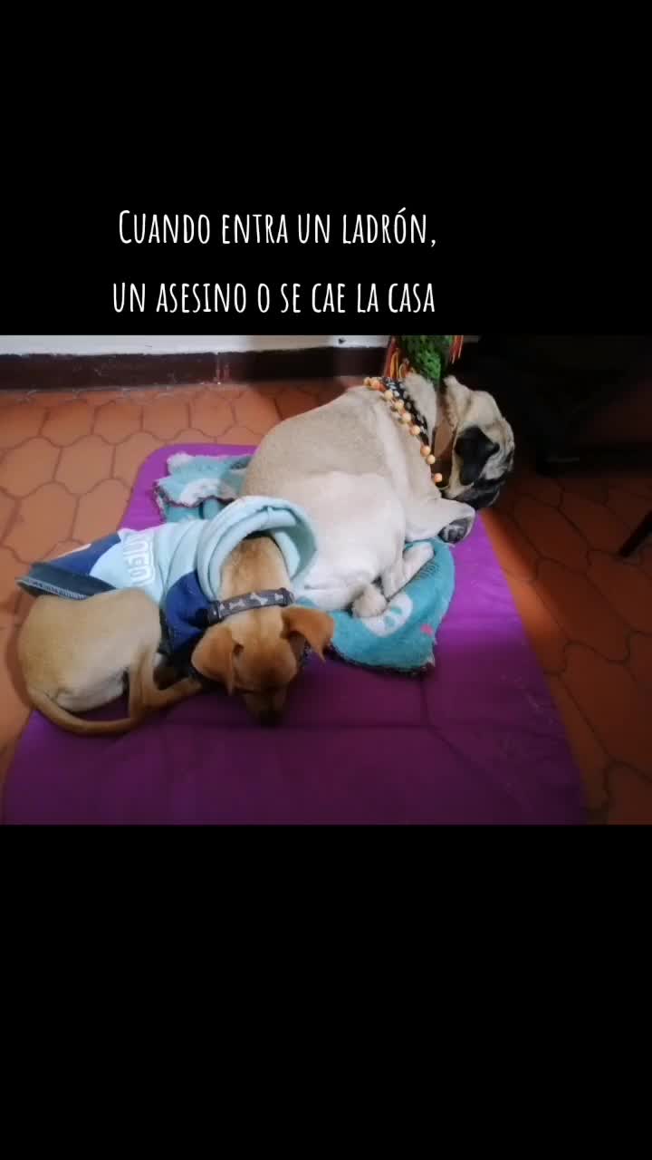 @CHATIRULO 🐶