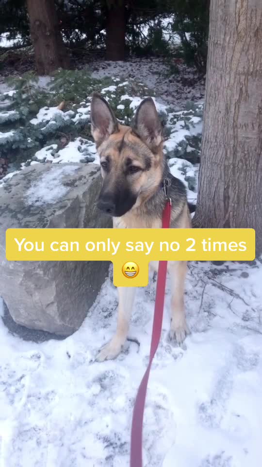 @🐶 Lily 🐶