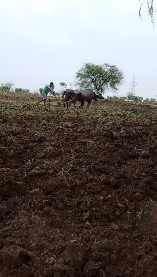 @मुंगेली क्रिकेट बॉय