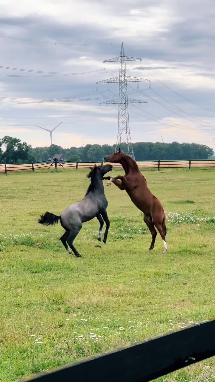 @reiten_ist_kunst
